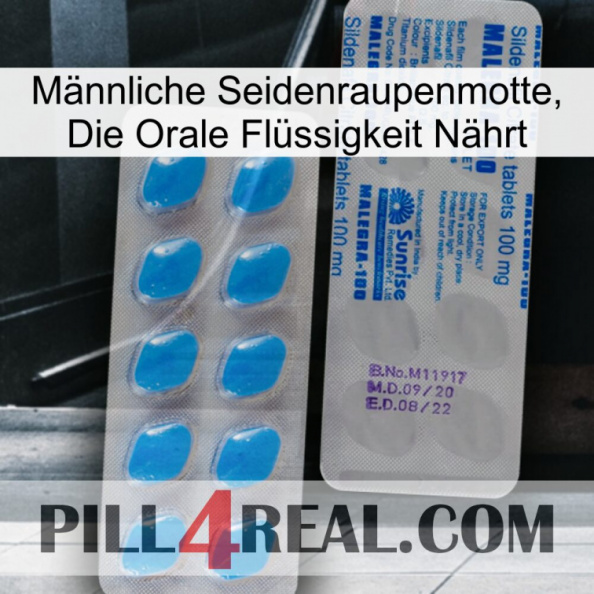 Männliche Seidenraupenmotte, Die Orale Flüssigkeit Nährt new15.jpg